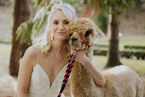 Alpacas at Your Wedding | Alpaca Wedding | K2Alpacas