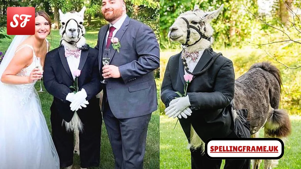 Llama Wedding